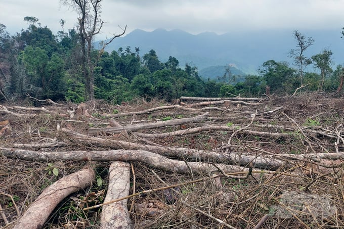 Hiện trường vụ phá rừng tự nhiên xẩy ra tại xã Đakrông vào đầu tháng 4/2022. Ảnh: VD.