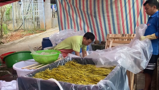 Cowpeas from farmers in Bao Thang District are soaked in salt and packaged for export to Japan.  Photo: TL