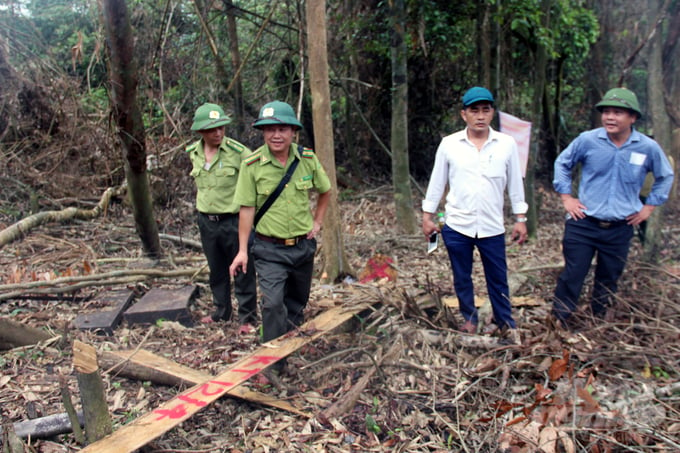 Cơ quan chức năng huyện Đakrông trực tiếp vào hiện trường vụ phá rừng. Ảnh: VD.