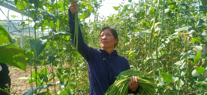 Bao Thang farmers earn high incomes by growing cowpeas for export to Japan.  Photo: TL