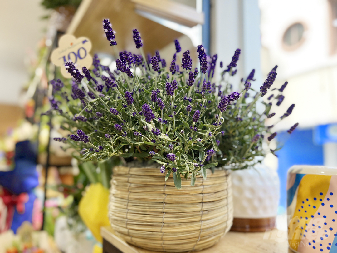 Chậu hoa lavender với giá 700.000 đồng. Ảnh: Nguyễn Thủy.