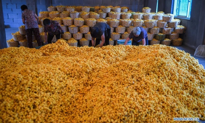 Staff arrange purchased 'golden cocoons' at a sericulture cooperative in Jiansheng Village of Tongxiang City, east China's Zhejiang Province, May 26, 2021. Tongxiang, east China's Zhejiang Province, is famous for its over 4,000 years' history of sericulture. Its silkworm breeding and mulberry planting tradition has been listed by the State Council as the national intangible cultural heritage. A new variety of silkworm called 'golden cocoon' is pale gold in color. Photo: Xinhua