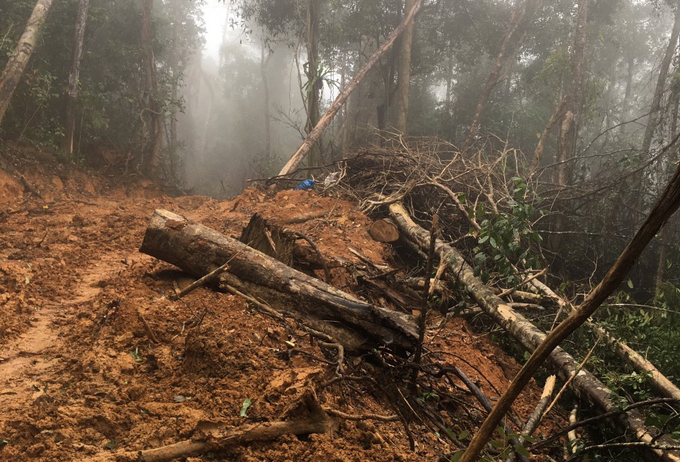 Vụ việc phá rừng ở tiểu khu 103 Ninh Ích, cơ quan chức năng xác định cưa hạ khoảng trước và trong Tết Nguyên đán. Ảnh: KS.