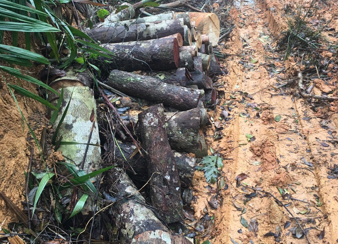 Hiện thị xã Ninh Hòa đã chỉ đạo làm việc các đối tượng liên quan phá rừng để xử lý nghiêm theo quy định của pháp luật. Ảnh: KS.