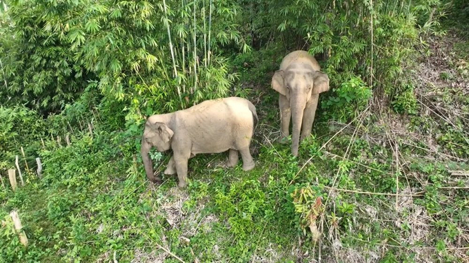 2 cá thể voi được ghi nhận trước đó tại khu vực rừng thuộc địa phận huyện Quỳ Châu. 