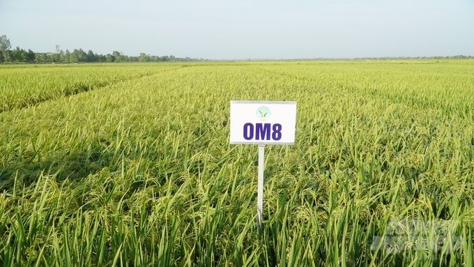 Giống lúa OM8 là một trong ba giống lúa do Viện Lúa ĐBSCL lai tạo đã được khảo nghiệm VCU, đang hoàn thiện hồ sơ đề nghị lưu hành, đưa vào sản xuất trong năm 2023. Ảnh: Kim Anh.