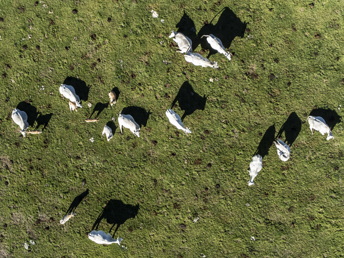 Cows-Grazing-in-Grassland