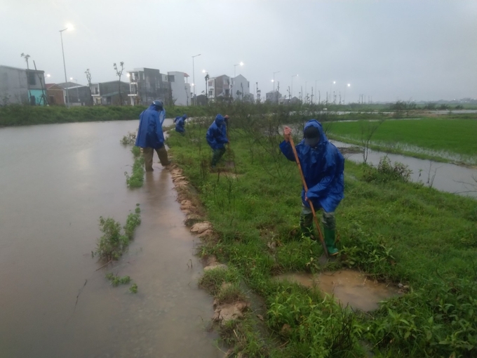 Người dân đắp bờ ngăn nước tràn vào đồng ruộng. Ảnh: Công Điền.