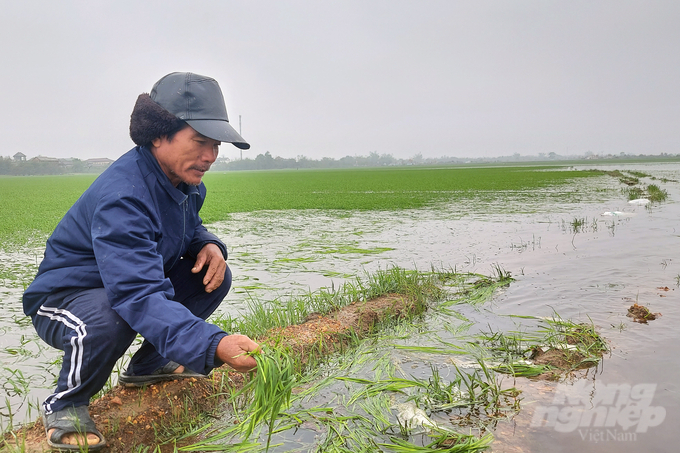 Riêng tại xã Hải Phong bị ngập 500ha/1 nghìn ha lúa đông xuân. Tính đến sáng 17/2, sau nhiều nỗ lực bơm nước tiêu úng, diện tích còn lại bị ngập úng là trên 200ha.