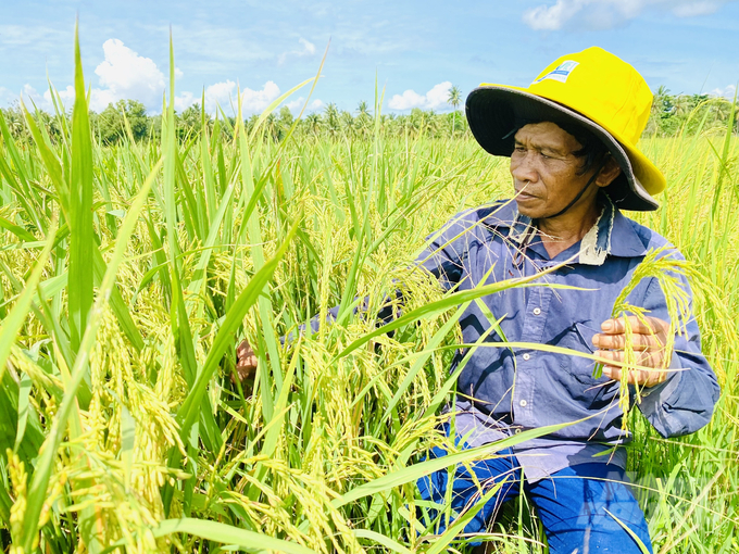 Nhiều năm qua việc thực hiện mô hình liên kết sản xuất và tiêu thụ lúa gạo tại TP Cần Thơ đã đem lại hiệu quả to lớn. Ảnh: Lê Hoàng Vũ.