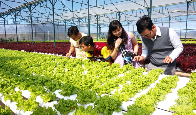 Hiện nay có 17 HTX, Tổ hợp tác tại quận Thốt Nốt, Cái Răng, Ô Môn, Bình Thủy và huyện Phong Điền có nhu cầu liên kết tiêu thụ sản phẩm rau màu với doanh nghiệp với tổng diện tích 159 ha. Ảnh: Lê Hoàng Vũ.