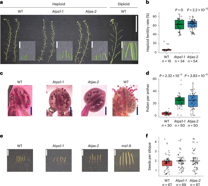 ps mutations restore HMF in Arabidopsis. Photo credit: Nature Plants (2023). DOI: 10.1038/s41477-022-01332-6