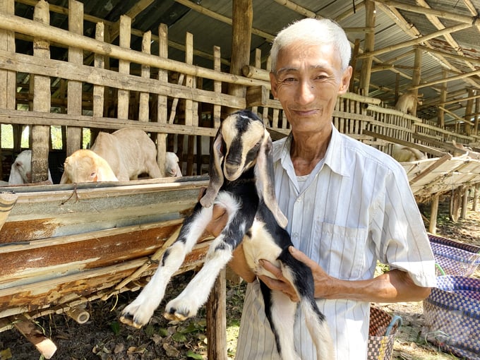 Theo ông Phạm Văn Cơ, để hỗ trợ nhau trong chăn nuôi và thuận lợi trong kết nối với các đơn vị tiêu thụ dê, thời gian qua nông dân nuôi dê tại các ấp Nhơn Thọ 1, Nhơn Thọ 1A, Nhơn Thọ 2 và Nhơn Bình thuộc xã Nhơn Ái cũng đã liên kết thành lập Câu lạc bộ chăn nuôi dê. Câu lạc bộ đã thu hút hơn 20 hộ dân nuôi dê, với tổng đàn dê hiện đạt hơn 190 con. Đa phần các giống dê được người dân nuôi, như: dê Boer, dê Hà Lan, dê Saanen… Đây là những giống dê ngoại nhập, siêu thịt,  người tiêu dùng ưu chuộng, bán được giá cao.