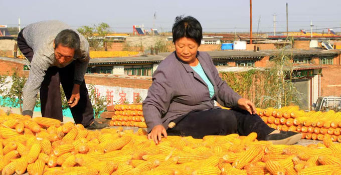 Nhiều tổ chức môi trường quốc tế, trong đó có Greenpeace cho biết nông dân Trung Quốc đã trồng ngô biến đổi gen bất hợp pháp từ nhiều năm qua. Ảnh: Reuters 