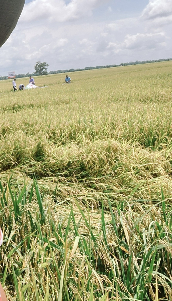 Cánh đồng dù bị nhiễm mặn phèn nhưng lúa vẫn trĩu bông nhờ nông dân bón phân bón Đầu Bò VL07 Gold. Ảnh: Đức Trung.