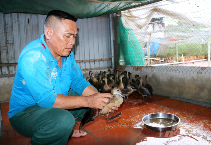 Anh Sa Lê cho hay nhiều năm trước, anh triển khai các mô hình như nuôi dê, nuôi gà, vịt…Nhưng mô hình nào cũng lỗ từ vài chục triệu đến vài trăm triệu đồng. Chỉ duy nhất con le le, giúp kinh tế gia đình anh ổn định bao năm qua.