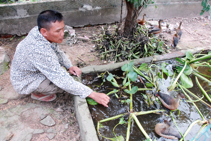 Để trứng nở, anh đầu tư máy ấp trứng, tạo ra con giống bán cho người dân ở khắp các tỉnh ĐBSCL với giá từ 100.000 - 300.000 đồng/con. Riêng le le bố mẹ, mỗi con có giá từ 600.000 - 700.000 đồng/con.