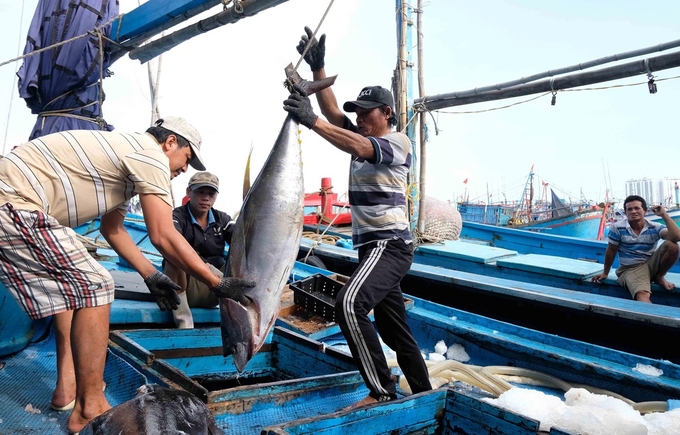 It must be ensured that 100% of the records of shipments exported to the European (EU) and other markets meet traceability requirements for processed fish material.  Photo: TL.