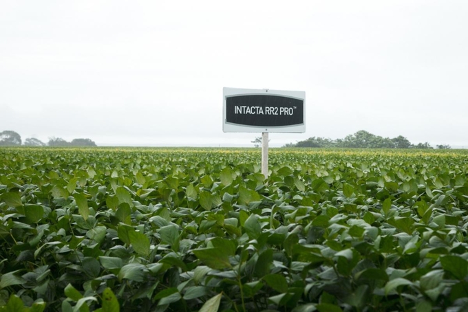 Một cánh đồng đậu nành GMO Intacta RR2-Pro ở Mato Grosso, Brazil. 