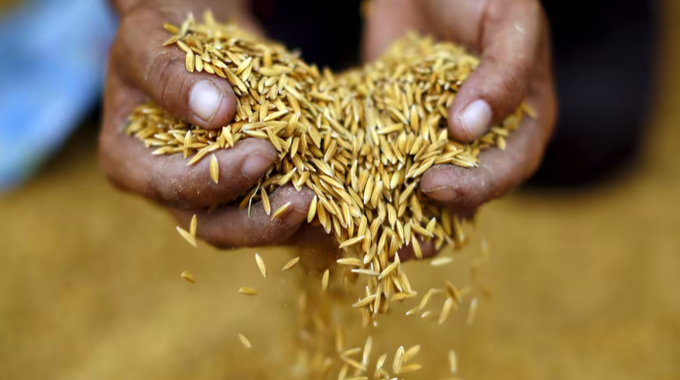 Tình trạng hạn hán tại Campuchia được dự báo góp phần làm sụt giảm nguồn cung lúa gạo của Việt Nam, cản trở khả năng xuất khẩu thêm mặt hàng chủ lực này sang Philippines. Ảnh: Reuters 