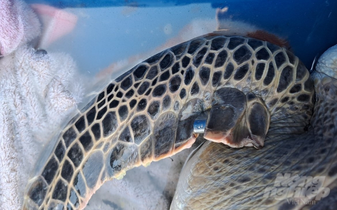 Chip theo dõi được gắn vào chi trước của 2 cá thể rùa biển.