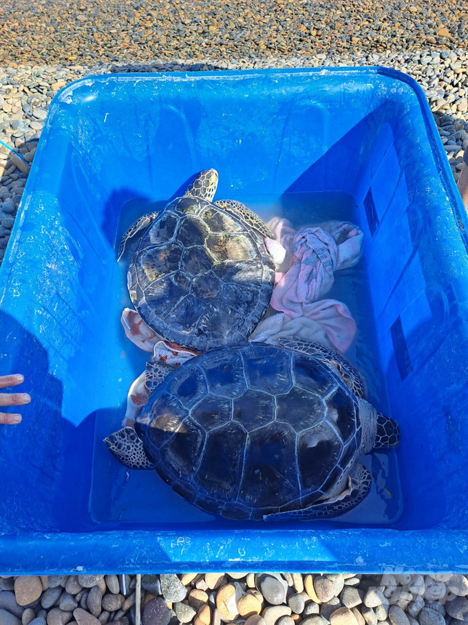 Hai cá thể rùa biển chuẩn bị được thả về lại tự nhiên.