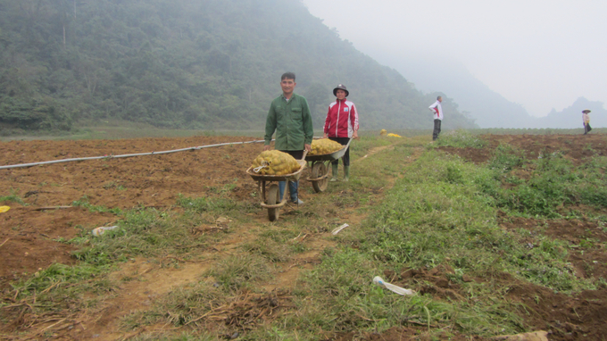 Ruộng đất ở xã vùng cao Quyết Chiến được HTX Nông nghiệp hữu cơ V.organic thuê lại để làm cánh đồng lớn trồng khoai tây và rau theo hướng hữu cơ. Ảnh: Hải Tiến.