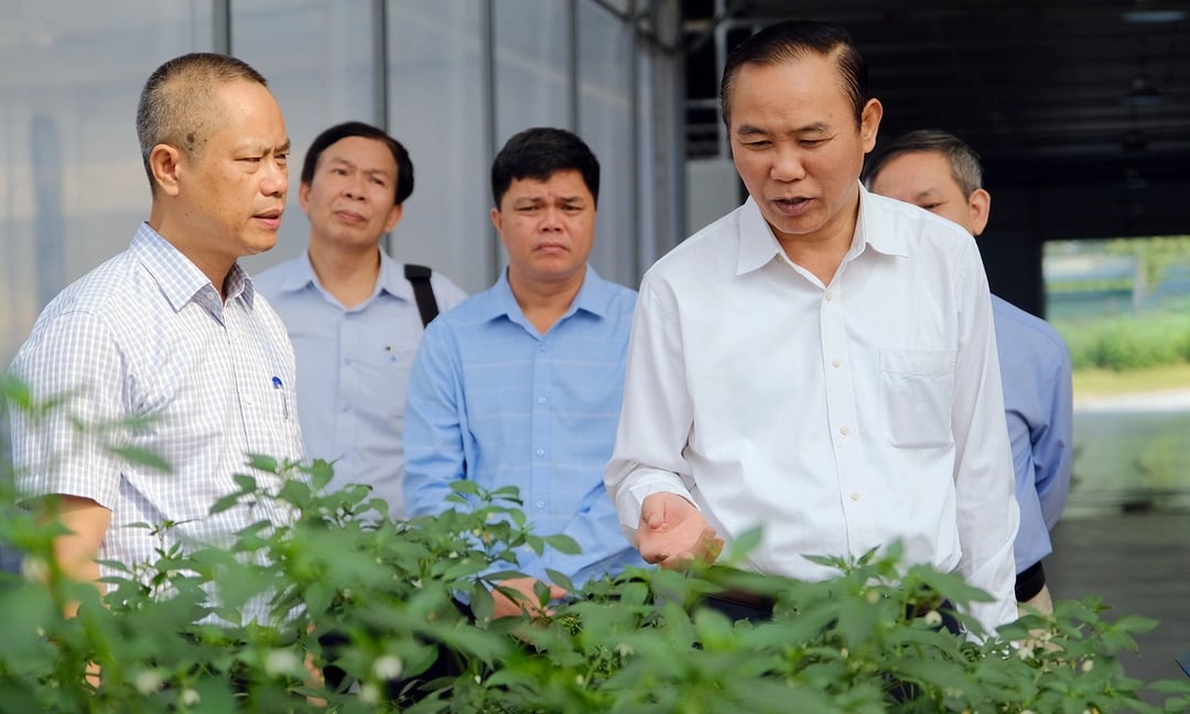 Thứ trưởng Phùng Đức Tiến thăm mô hình trồng rau, quả trong nhà kính tại Viện Khoa học Nông nghiệp Việt Nam hồi đầu tháng 11/2022.