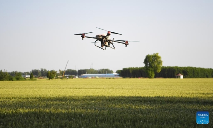 A drone is used to manage a wheat field in Lizhuang Village, Senggu Township, Yanjin County of Xinxiang City, central China's Henan Province, May 17, 2022. In Yanjin County, a group of agricultural experts reached out to local farmers, offering instructions on farmland management, to help them attain a bumper harvest. Photo: Xinhua