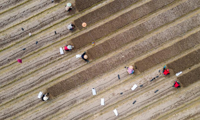 Những người nông dân Trung Quốc đang làm việc trên cánh đồng ở tỉnh Chiết Giang, miền đông Trung Quốc hôm 18 tháng 2 năm 2023. Ảnh: Xinhua