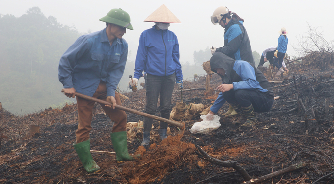 Người dân thôn Ngọn Đồng (xã Hưng Khánh, Trấn Yên) tham gia trồng tre măng Bát Độ. Ảnh: Tuấn Anh.