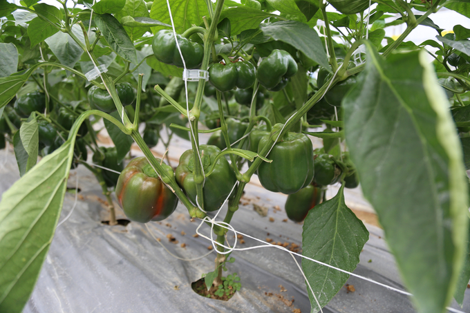 Cà chua trồng trong mô hình nhà kính công nghệ cao có giá bán 14 nghìn đồng/kg, ớt ngọt có giá 33 - 35 nghìn đồng/kg. Nông dân có thể kéo dài thu hoạch 8 - 9 tháng tuỳ điều kiện chăm sóc, khí hậu. Ảnh: Nguyễn Hùng.