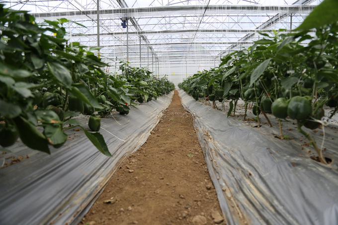 Mô hình trồng rau củ ứng dụng công nghệ cao giúp sản phẩm an toàn, chất lượng cao. Ảnh: Nguyễn Hùng.