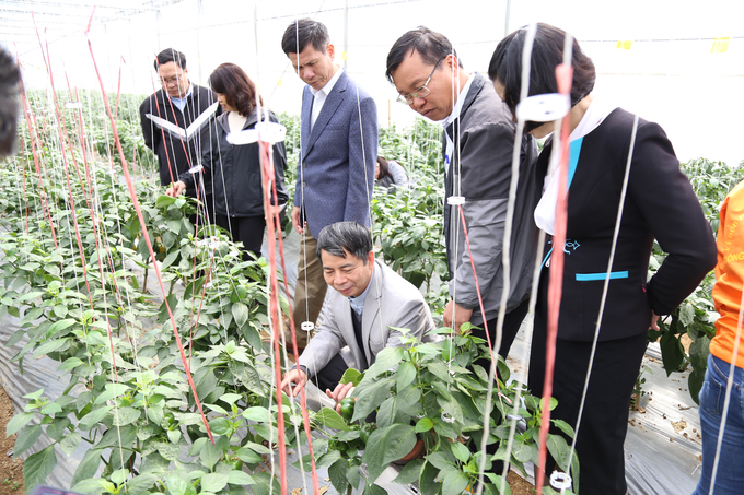 Các đại biểu tham quan mô hình trồng ớt ngọt trong nhà kính tại xã Phiêng Luông (huyện Mộc Châu, tỉnh Sơn La). Ảnh: Nguyễn Hùng.