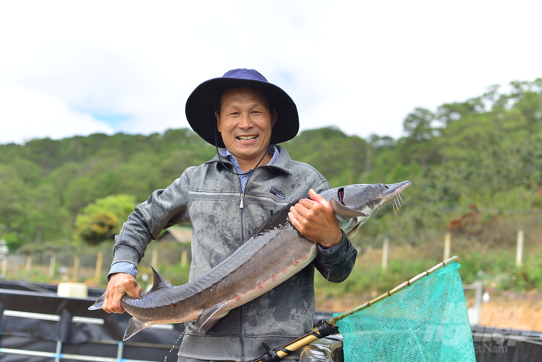 Lâm Đồng được đánh giá là một trong những địa phương có tiềm năng, lợi thế trong phát triển cá nước lạnh, đặc biệt là phát triển cá tầm thương phẩm. Ảnh: Minh Hậu.