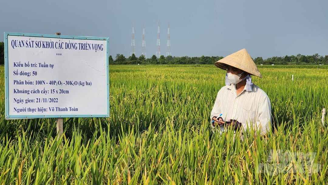 Trong giai đoạn 2018-2022, công tác chọn tạo và chuyển giao giống lúa vào sản xuất của Viện Lúa ĐBSCL đạt được nhiều thành công nhất định. Ảnh: Kim Anh.