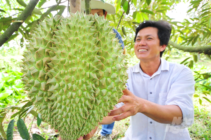 Đặc biệt, tại vườn trồng sầu riêng Monthong của anh Trần Thanh Dũng có nhiều cây cho trái nặng từ 10-12kg/trái nhưng số lượng không nhiều, và bán giá hiện tại thương lái thu mua tại vườn là 120.000 đồng/kg, có trái anh thu về gần 1,5 triệu đồng/trái.
