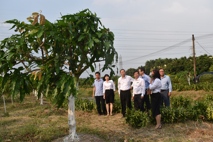 Deputy Minister Phung Duc Tien visited Mango Garden LD12.  Photo: Minh Dam.