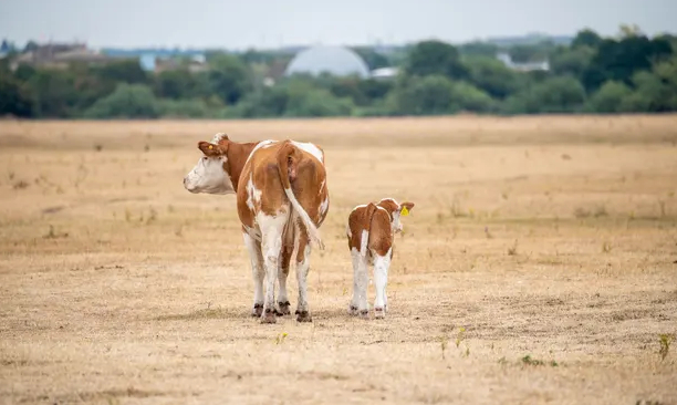 A cow and her calf on the parched grass on Dorney Common in Buckinghamshire last August. Photo: Maureen McLean/Rex/Shutterstock