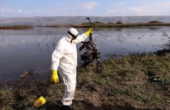 A  worker on behalf of the Ministry of Agriculture and Rural Development holds up a crane that died following an outbreak of avian flu in the lake of a nature reserve, an important bird migration destination in the Hula Valley, northern Israel, January 2, 2022.