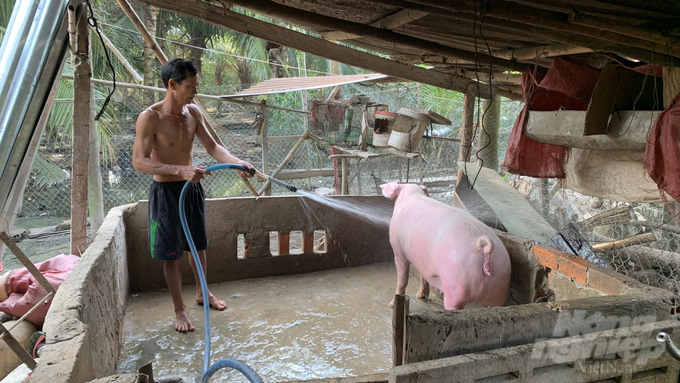 Ngành chuyên môn tỉnh Trà Vinh khuyến cáo người dân thường xuyên vệ sinh chuồng trại, chủ động phun khử khuẩn phòng bệnh cho heo. Ảnh: Hồ Thảo.