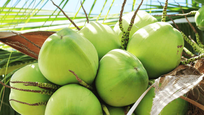Xuất khẩu dừa và các sản phẩm từ dừa đã đạt hơn 900 triệu USD năm 2022.
