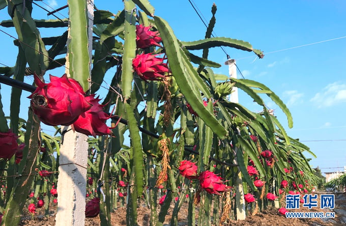 Vườn trồng thanh long cho quả suốt 4 mùa ở làng Tỉnh Cương, huyện Thái Bình, tỉnh Quảng Châu, Trung Quốc. Ảnh: Xinhuanet.