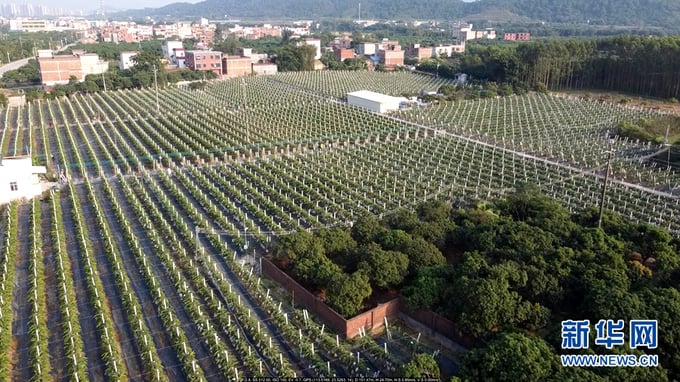Vườn trồng thanh long dạng 'kiểu mẫu' ở Quảng Đông, Trung Quốc. Ảnh: Xinhuanet.