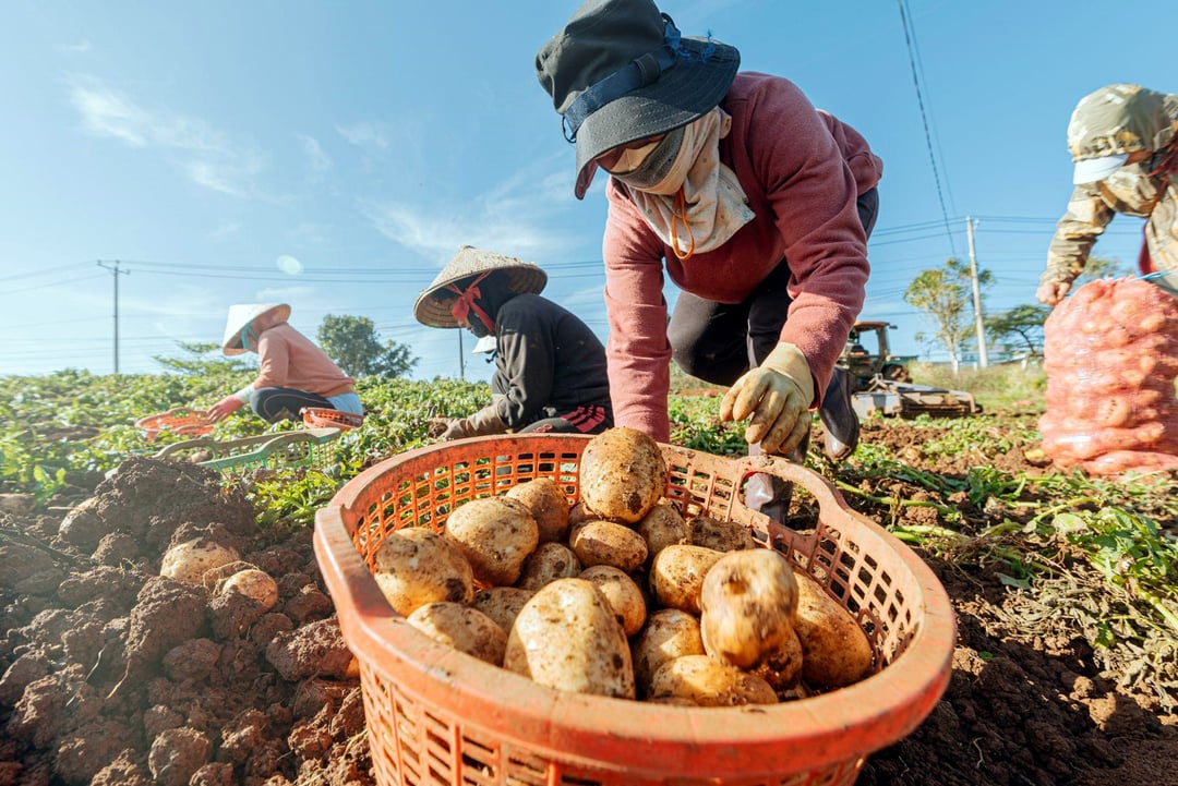 Thu hoạch khoai tây tại Phú Hội, Đức Trọng, Lâm Đồng.