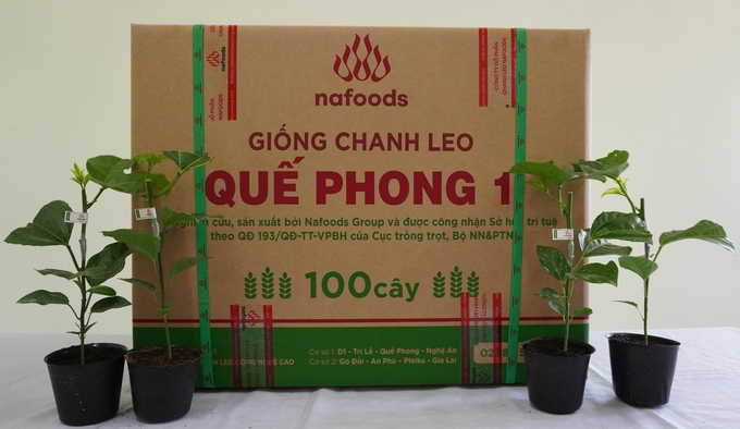 Giống chanh leo Quế Phong 1 của Nafoods Group được cấp bằng bảo hộ và được công bố lưu hành để trồng rộng rãi trong sản xuất. Ảnh: Thu Hải.