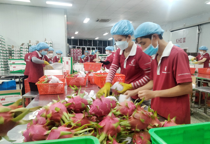 Đóng gói thanh long ruột đỏ LĐ1 để xuất khẩu ở Hoàng Phát Fruit.