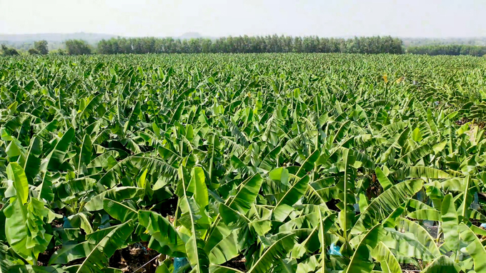 Trong những năm gần đây diện tích chuối trên địa bàn tỉnh Đồng Nai đã không ngừng tăng nhanh và được chọn là cây trồng chủ lực của tỉnh. Anh: MS.
