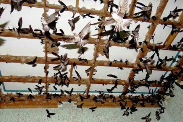 Swiftlet farming in Vietnam.