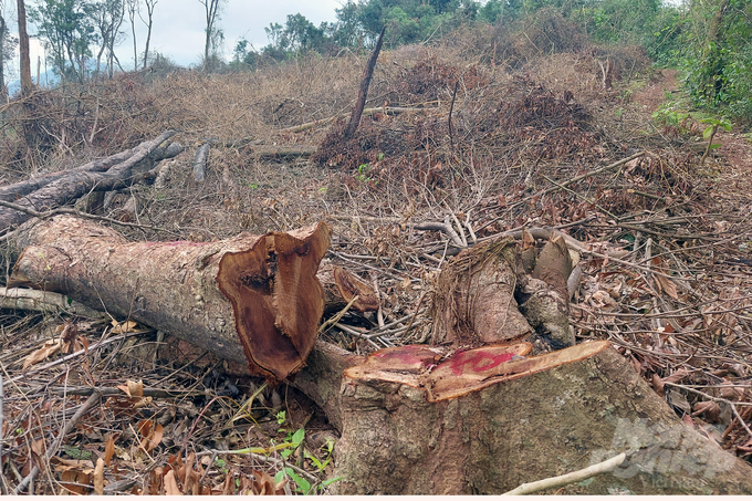 Vụ phá rừng tự nhiên tại xã Đakrông xẩy ra đầu tháng 4/2022. Ảnh: VD.